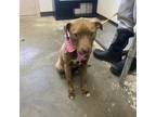 Adopt June 21-0282 a Labrador Retriever