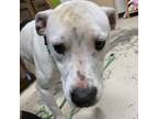 Adopt Neka 21-0131 a Yellow Labrador Retriever, Mixed Breed