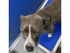 Adopt Ann 21-0196 a Pit Bull Terrier, Mixed Breed