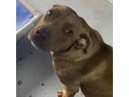 Adopt Jewels 21-0286 a Labrador Retriever
