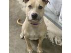 Adopt Ginger 21-0337 a Labrador Retriever