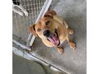 Adopt Rachel 21-0161 a Labrador Retriever, Mixed Breed