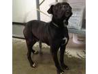 Adopt Russ 21-0097 a Labrador Retriever