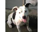 Adopt Pearl 21-0021 a Labrador Retriever