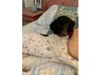 Adopt Marsha a Standard Poodle