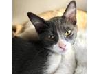 Adopt Winter a Domestic Short Hair