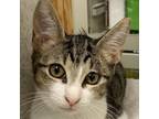 Adopt Brooke a Domestic Short Hair