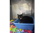 Adopt Zelda a Domestic Short Hair