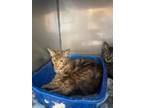 Adopt Tabitha a Tabby
