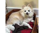 Adopt Idgy a Pomeranian