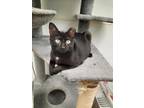 Adopt Pepper a Domestic Short Hair
