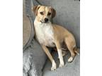 Adopt Lady Bird a Beagle