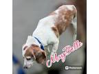 Adopt MAY BELLE a Beagle