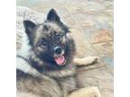 Adopt Missy a Keeshond