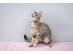 Adopt Ali a Domestic Short Hair