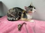 Adopt Aria a Domestic Short Hair