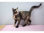 Adopt Alani a Domestic Short Hair
