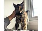 Adopt Lady Mercury a Domestic Short Hair