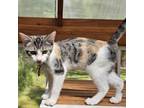 Adopt AnaMarie a Domestic Short Hair