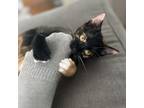 Adopt Marigold a Domestic Short Hair