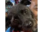 Adopt Saprana a Terrier