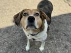 Adopt Ellie a Cattle Dog, Hound