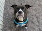 Adopt Millie a Boxer, Mixed Breed
