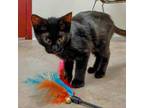 Adopt Scorpio a Domestic Short Hair