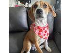 Adopt Birdie a Plott Hound, Shepherd