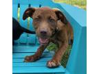Adopt Daisy a Plott Hound, Shepherd