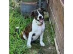 Adopt Gracie a Plott Hound, Shepherd