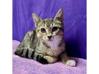 Adopt Iliana a Domestic Short Hair