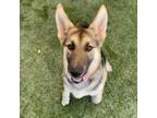 Adopt Cameron Diaz a German Shepherd Dog