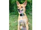 Adopt Henny a Jindo