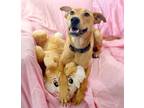 Adopt Sadie Houston, the Sweetest Family Girl a Labrador Retriever