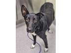 Adopt Goldie a Border Collie, Mixed Breed