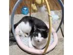 Adopt Patches Fox- AR a American Shorthair