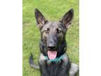 Adopt Indy Anna (Jones) a German Shepherd Dog