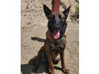 Adopt Roma a Belgian Shepherd / Malinois