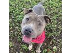 Adopt Mystique a Pit Bull Terrier