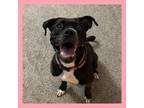 Adopt Bell - Sweetest pup, great on leash, housetrained! a Boxer