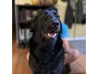 Adopt Maggie a Black Labrador Retriever