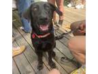 Adopt Marie Claire a Labrador Retriever, Mixed Breed