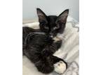 Adopt Cersei Lannister a Norwegian Forest Cat, Domestic Medium Hair