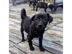 Adopt Ultron a Mixed Breed