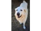 Adopt Angela a Great Pyrenees