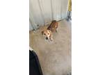 Adopt Bailey a Pit Bull Terrier, Dachshund