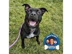 Adopt Bloom a Pit Bull Terrier