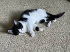 Adopt Bunny (Melanie's kittens 2) a Domestic Short Hair