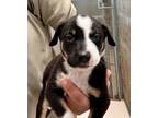 Adopt SPRITE a German Shepherd Dog, Australian Cattle Dog / Blue Heeler